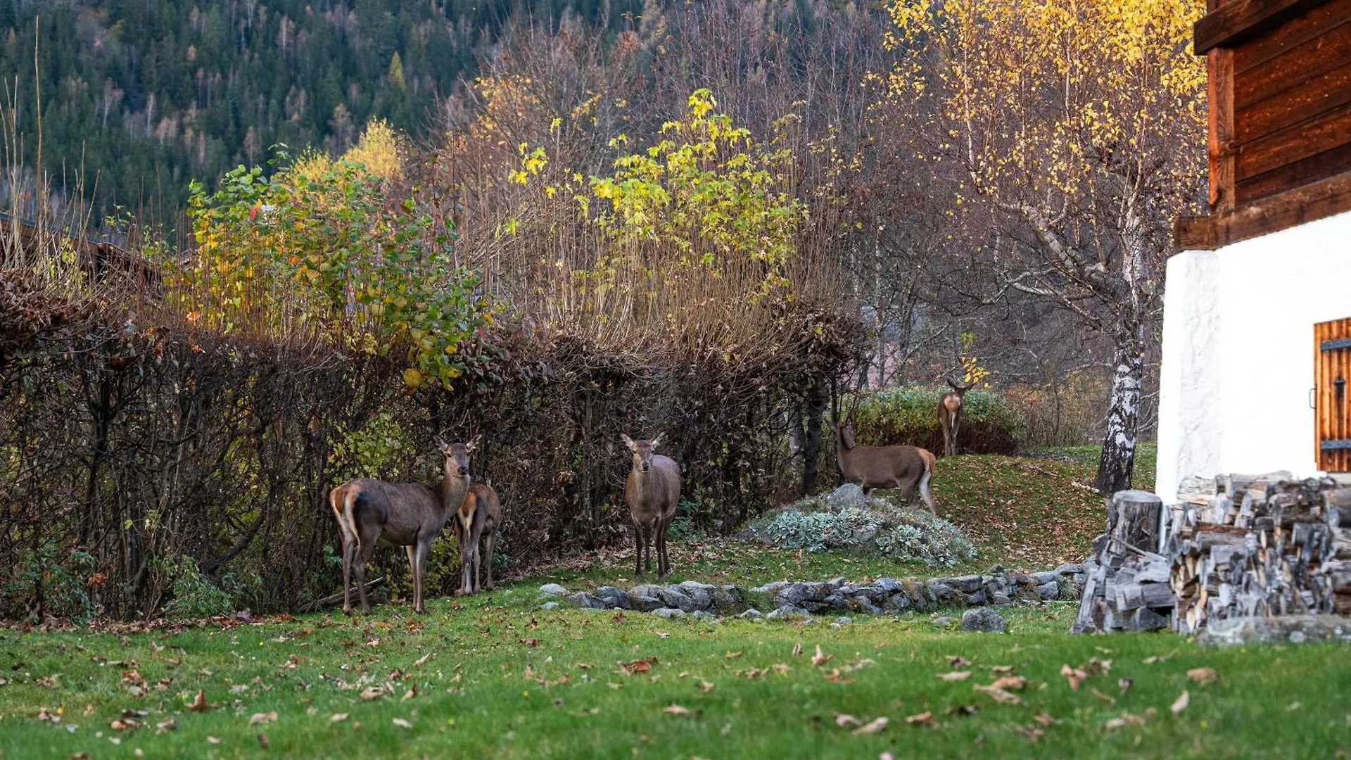 Appartement Chalet La Pagode, Vue Mont-Blanc Et Jardin Prive Chamonix France